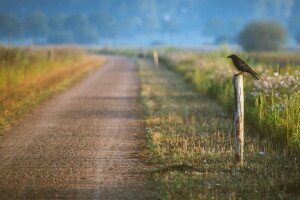 fugl, natur, vej