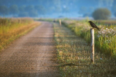 pájaro, naturaleza, la carretera