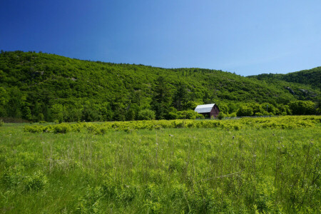 Canadá, campo, Gatineau Park, Relva, verduras, colinas, casa, árvores