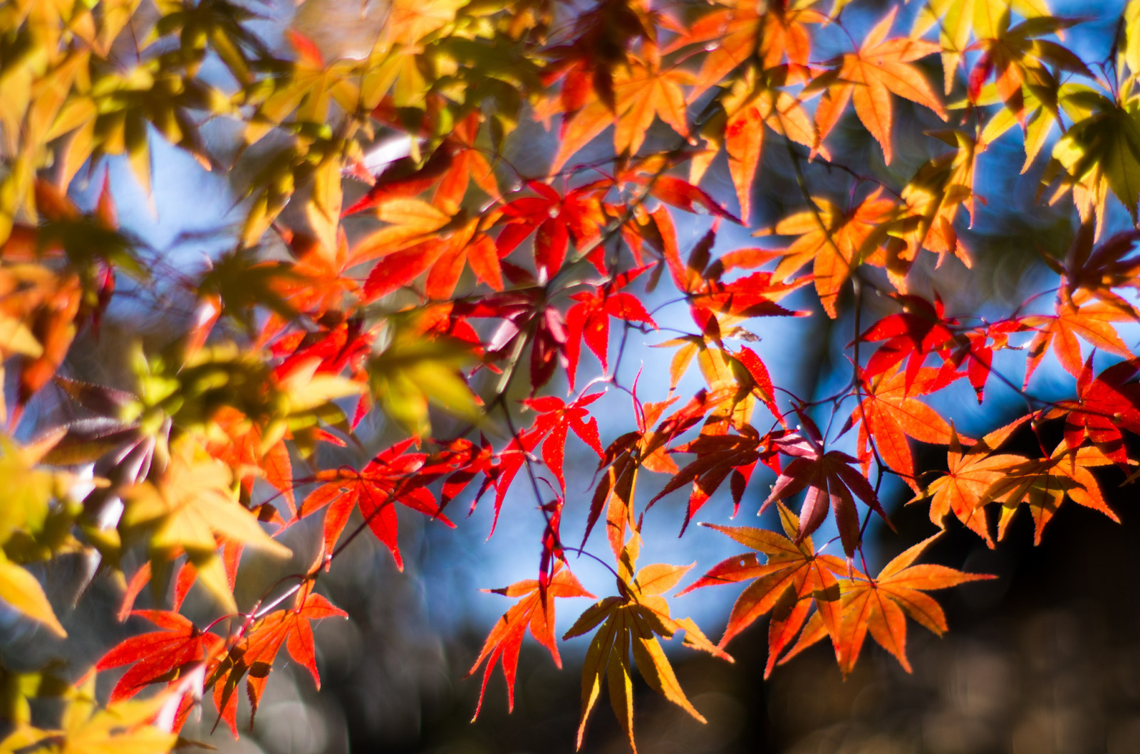 autumn, macro, leaves, branch, maple