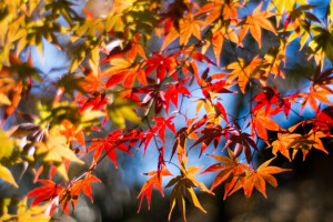 autunno, ramo, le foglie, macro, acero