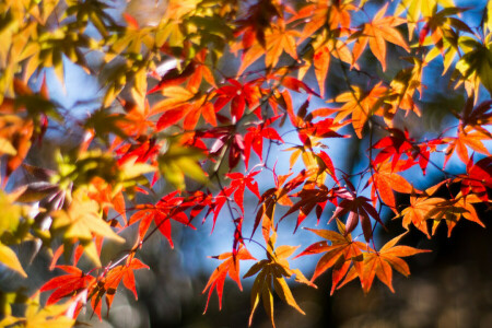 autumn, branch, leaves, macro, maple