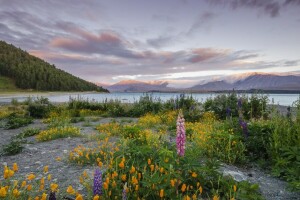 nubes, flores, césped, lago, montañas, el cielo