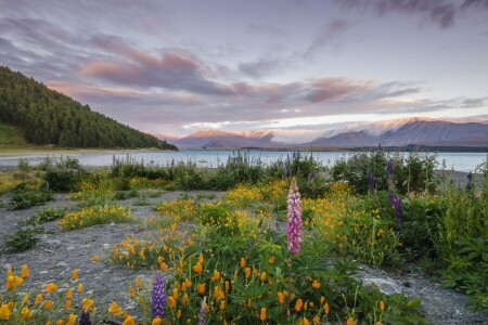 nuvens, flores, Relva, lago, montanhas, o céu