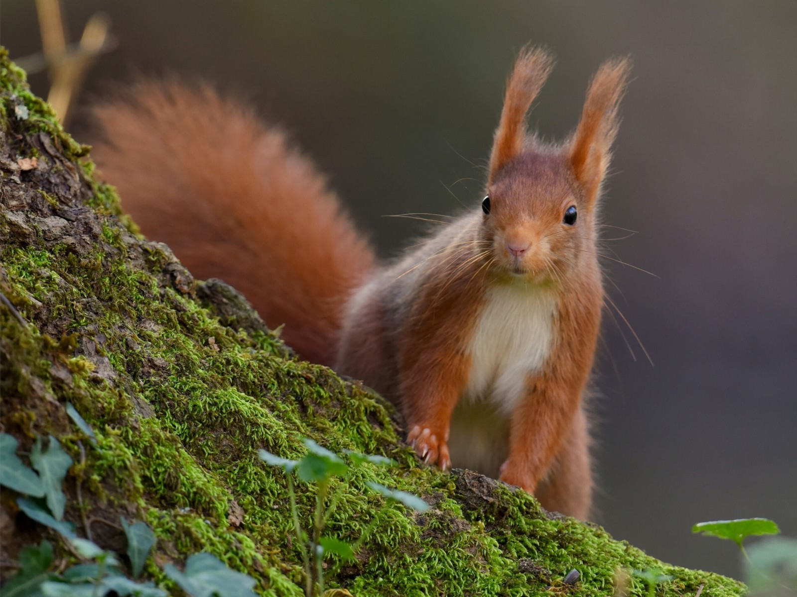 red, moss, protein