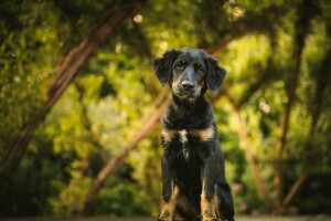 chien, chaque, Regardez, la nature