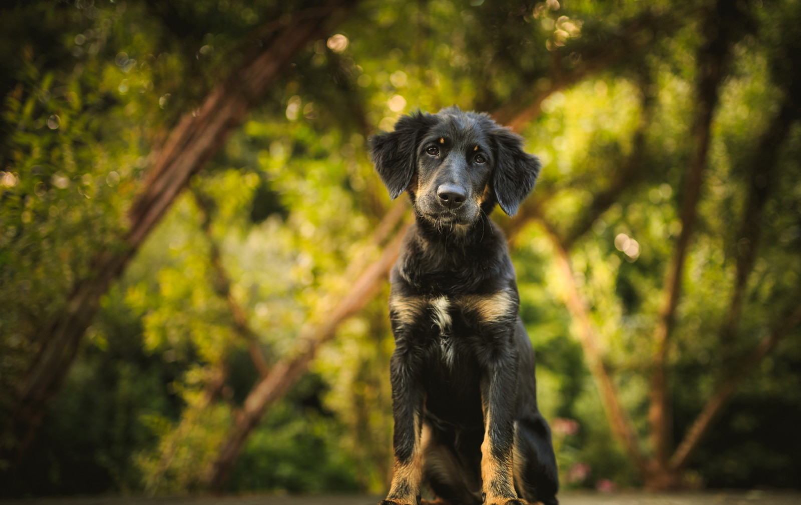 Guarda, natura, cane, ogni