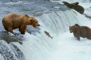 animals, bears, fish, hunting, river, waterfall