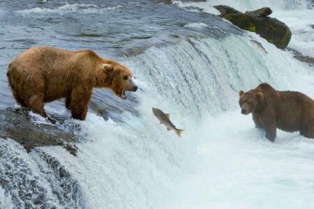 animais, ursos, peixe, Caçando, rio, cascata