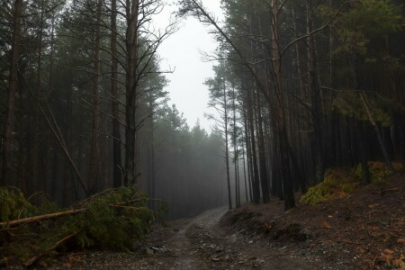 syksy, metsä, tie