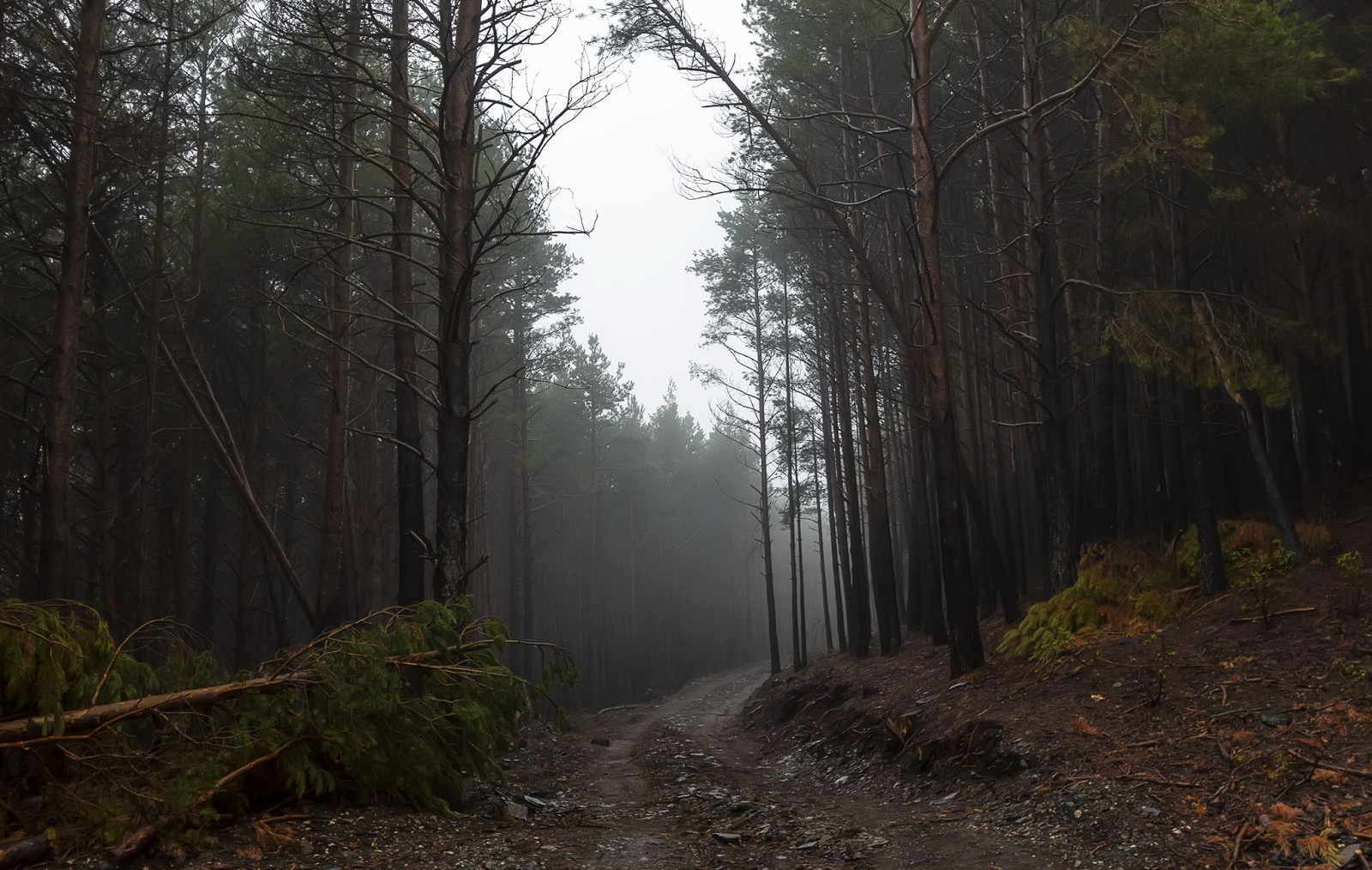 Herbst, Wald, Straße