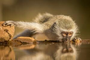 drink, monkey, Simanga, South Africa