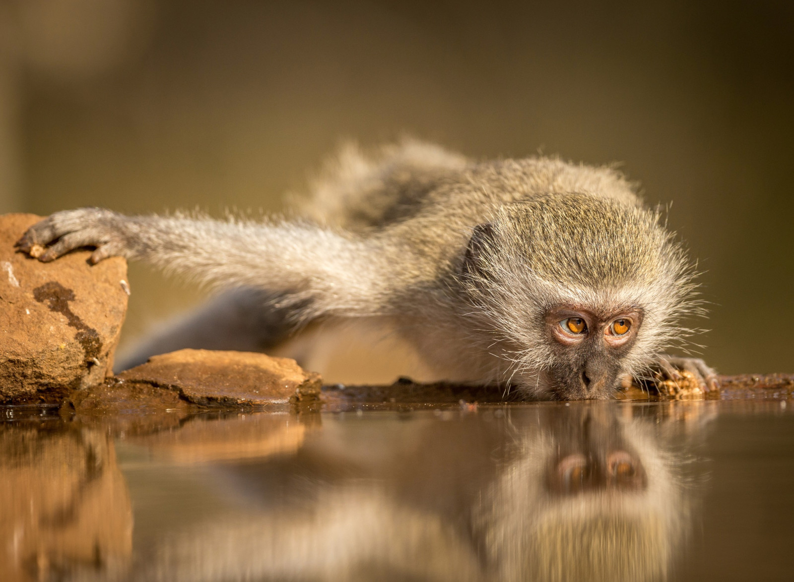 Affe, trinken, Südafrika, Simanga