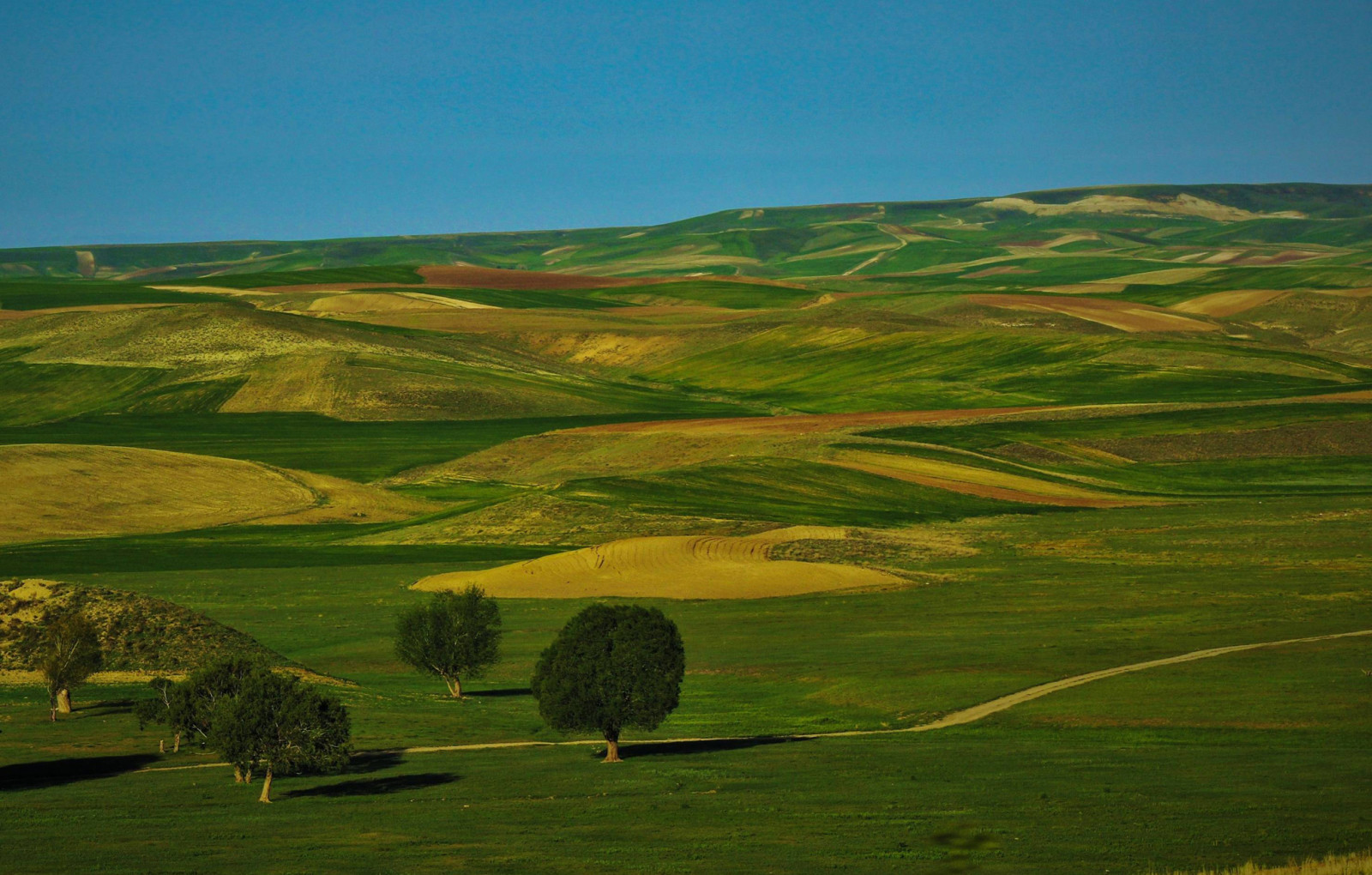 the sky, trees, field, hills