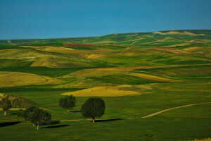 champ, collines, Le ciel, des arbres