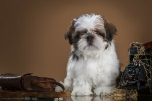 cachorro, retro, Shih Tzu, a câmera