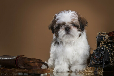 chiot, rétro, Shih Tzu, l'appareil photo