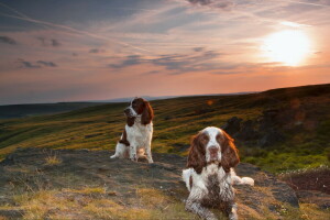 honden, vrienden, zonsondergang