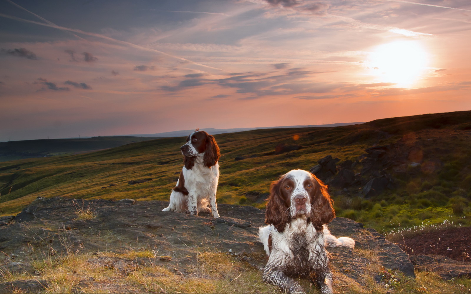 tramonto, amici, cani