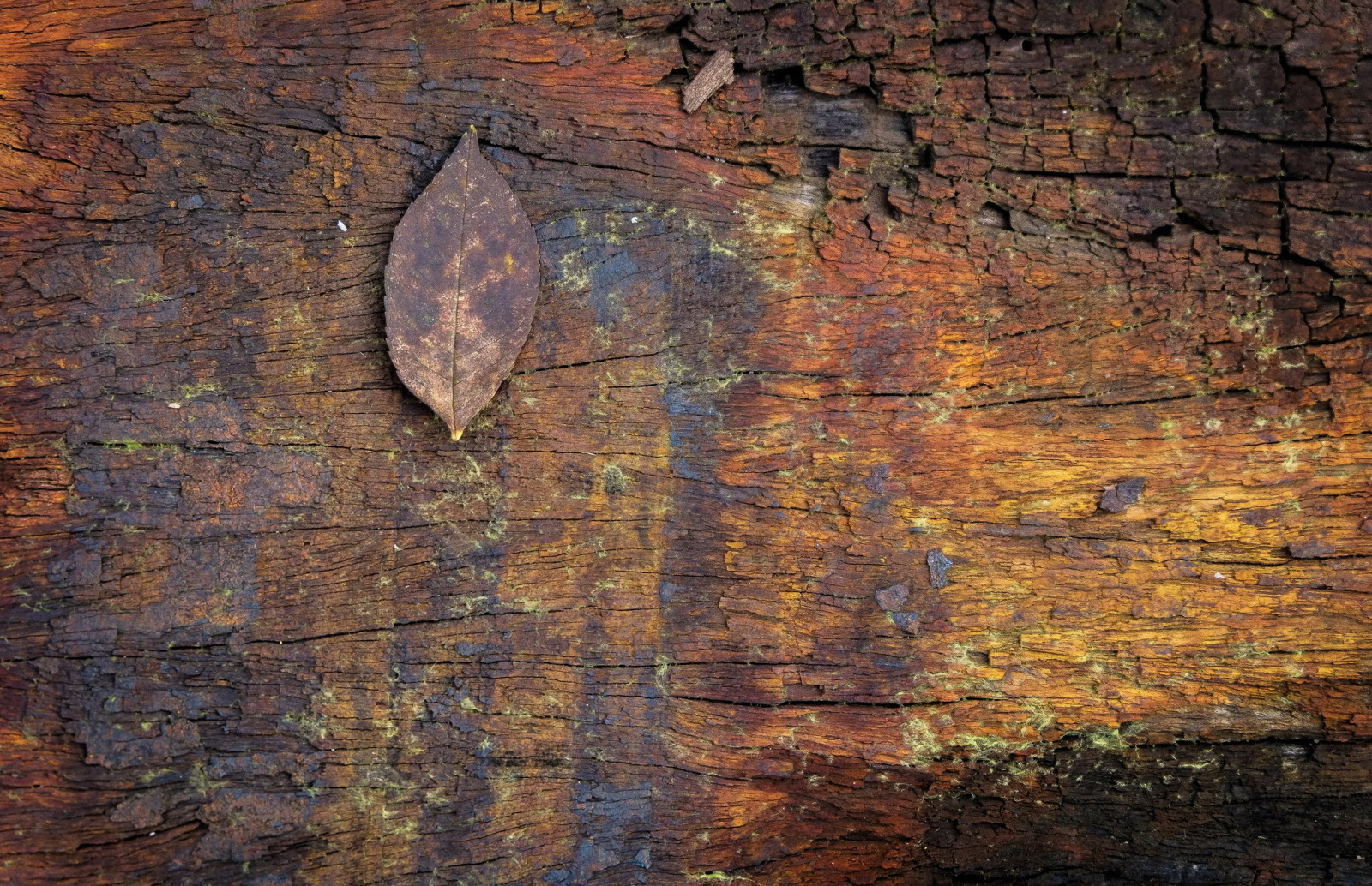 árbol, antecedentes, textura