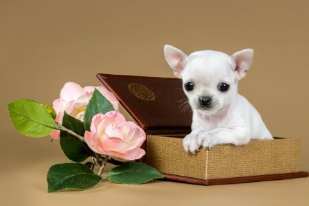 box, Chihuahua, cute, flowers, puppy