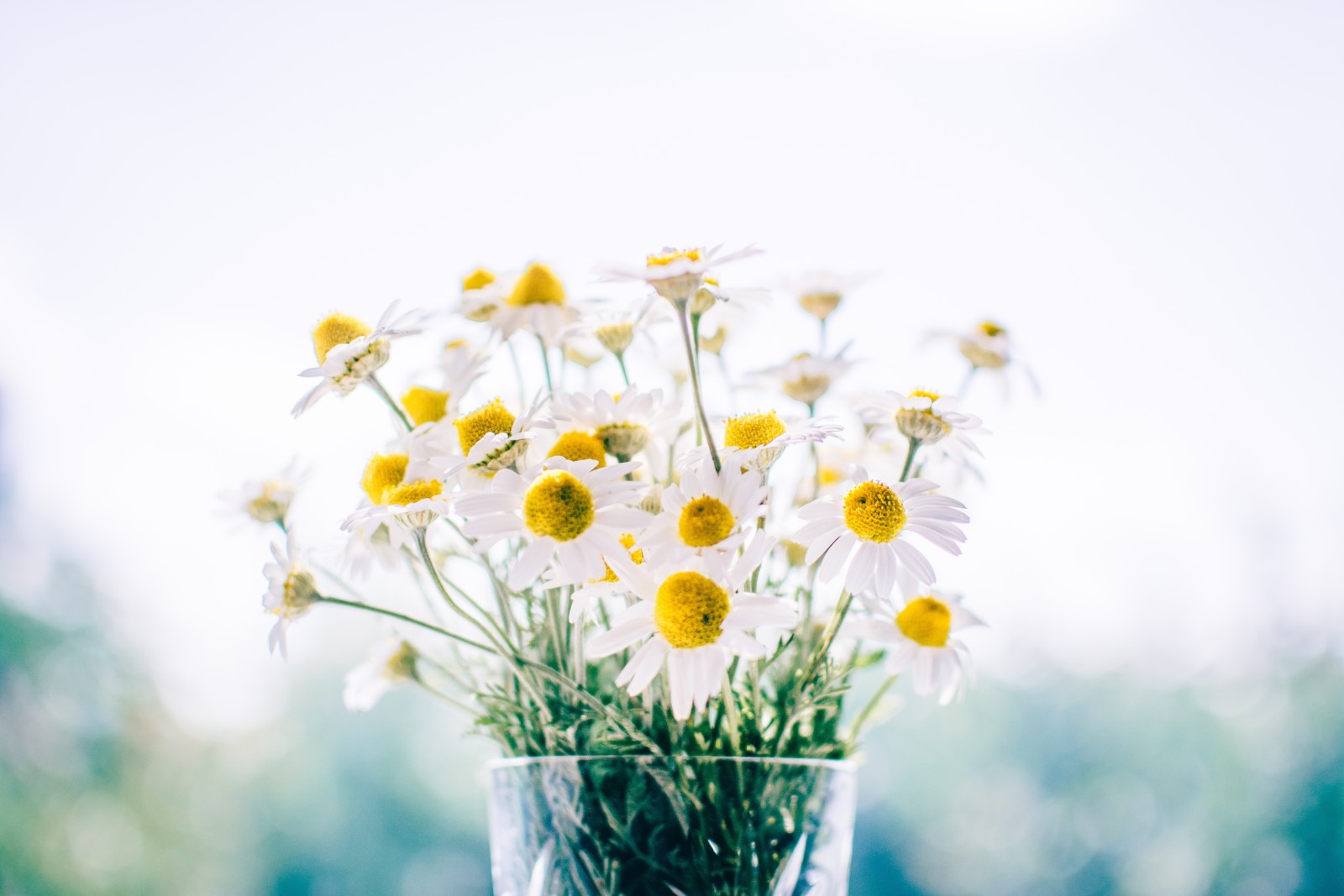 bloemen, boeket, vaas, kamille, Madeliefje, decor, madeliefjes