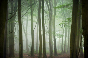 høst, tåke, skog, trær