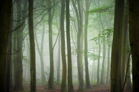 efterår, tåge, Skov, træer