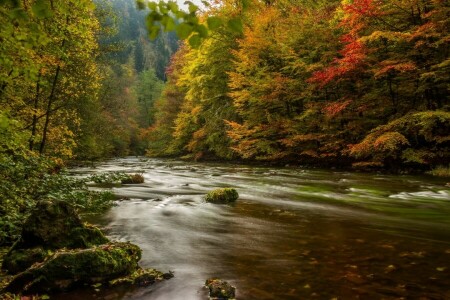 autumn, forest, Germany, Harz, Resin, river, trees