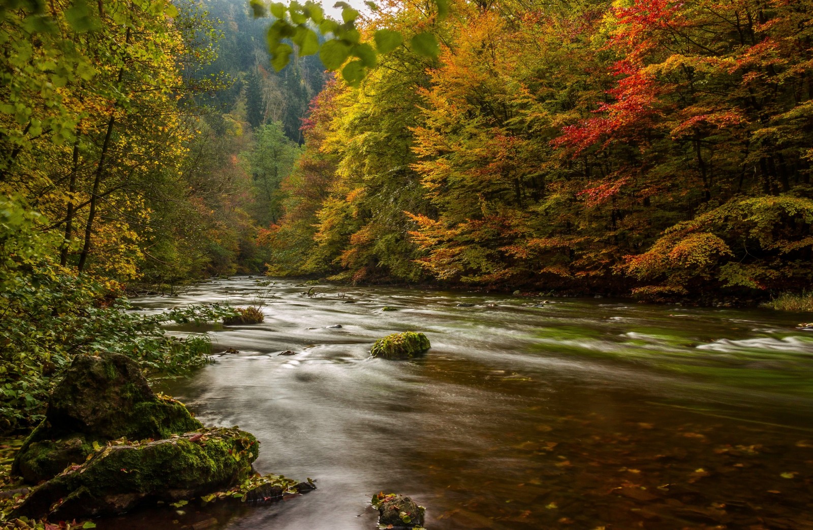 høst, skog, elv, trær, Tyskland, harpiks, Harz