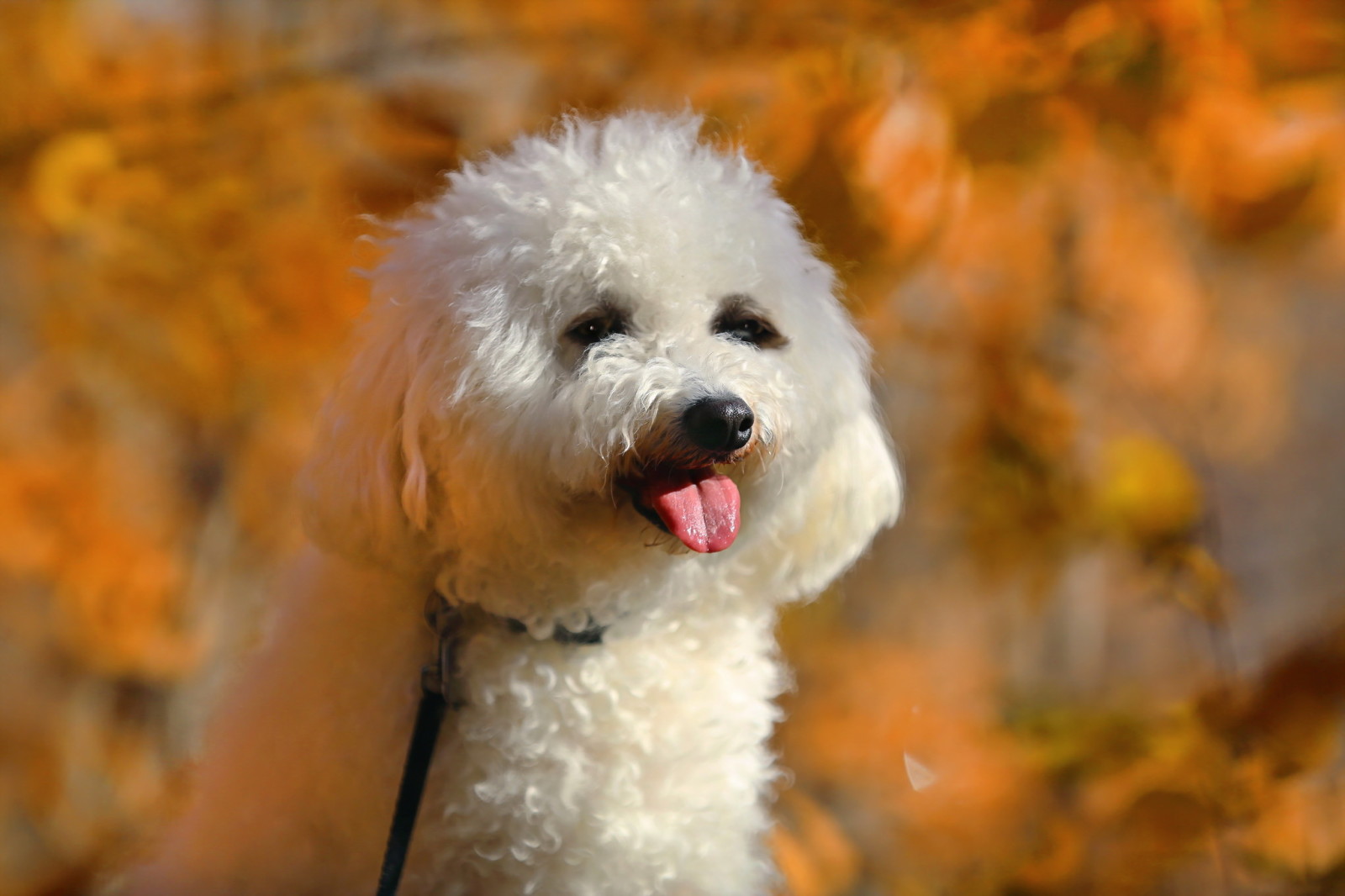 Guarda, cane, ogni