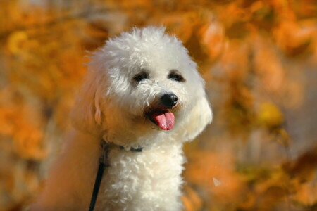 cane, ogni, Guarda