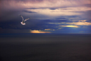 oiseau, des nuages, pluie, mer, Mouette