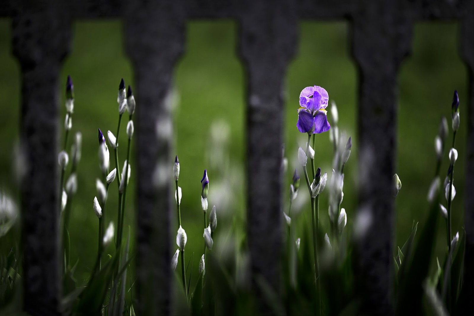 fleur, la barrière, iris