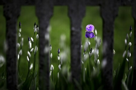 blomma, iris, staketet