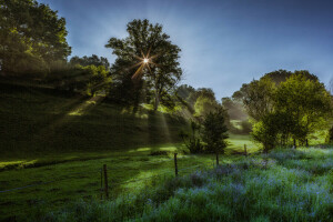 fog, grass, Mist, morning, Rays, sun, tree