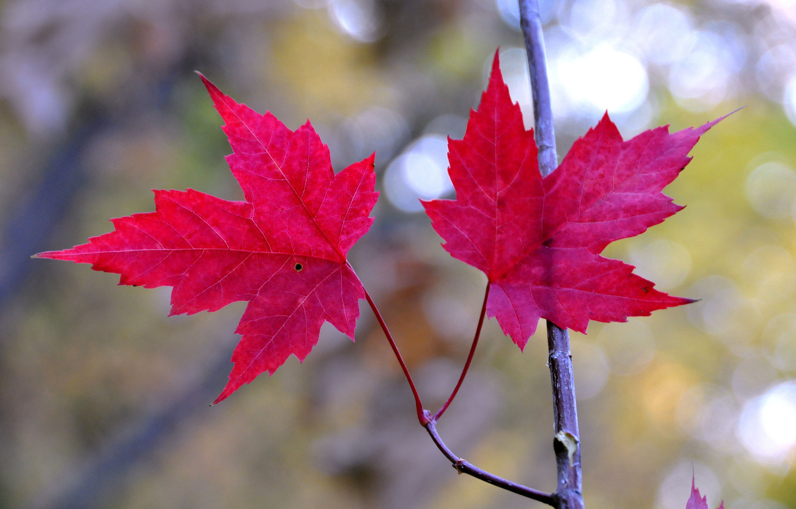 otoño, hojas, rama, arce, El carmesí