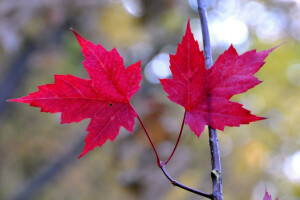 autumn, branch, leaves, maple, The crimson