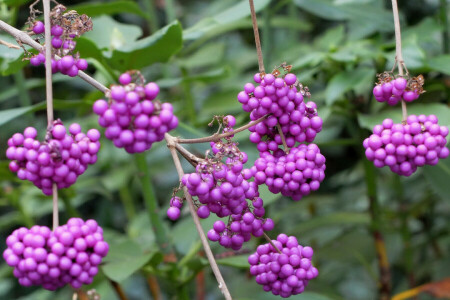 bessen, takken, bundel, fruit, bladeren