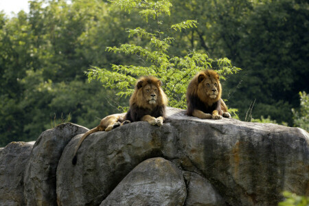 Bush, cats, lions, pair, stones