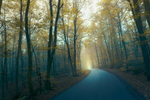 autunno, di Robin de Blanche, nebbia, foresta, strada, crepuscolo