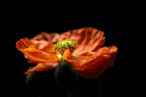 fundo preto, bokeh, Mac, vermelho