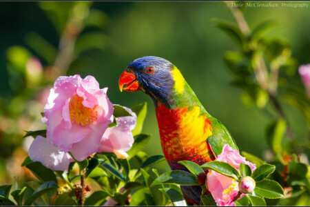 bird, flowers, parrot