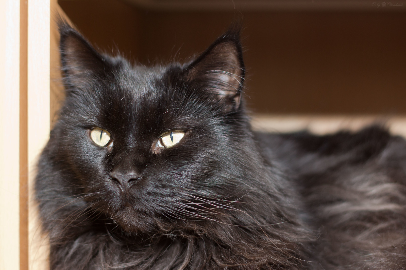 Katso, kasvot, kissa, Maine Coon