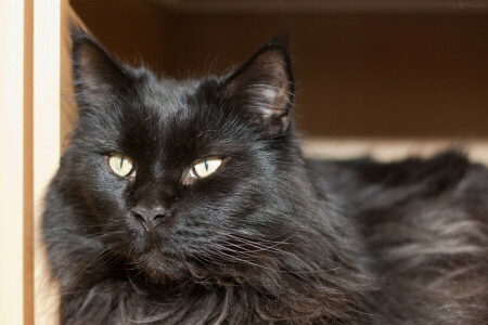 gato, face, Veja, Maine Coon