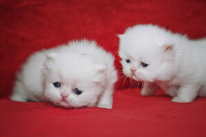 a couple, cuties, kids, kittens, Persian cat