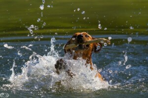 (с) Oliver Seitz, câine, față, gură, circulaţie, lac, uda, băț