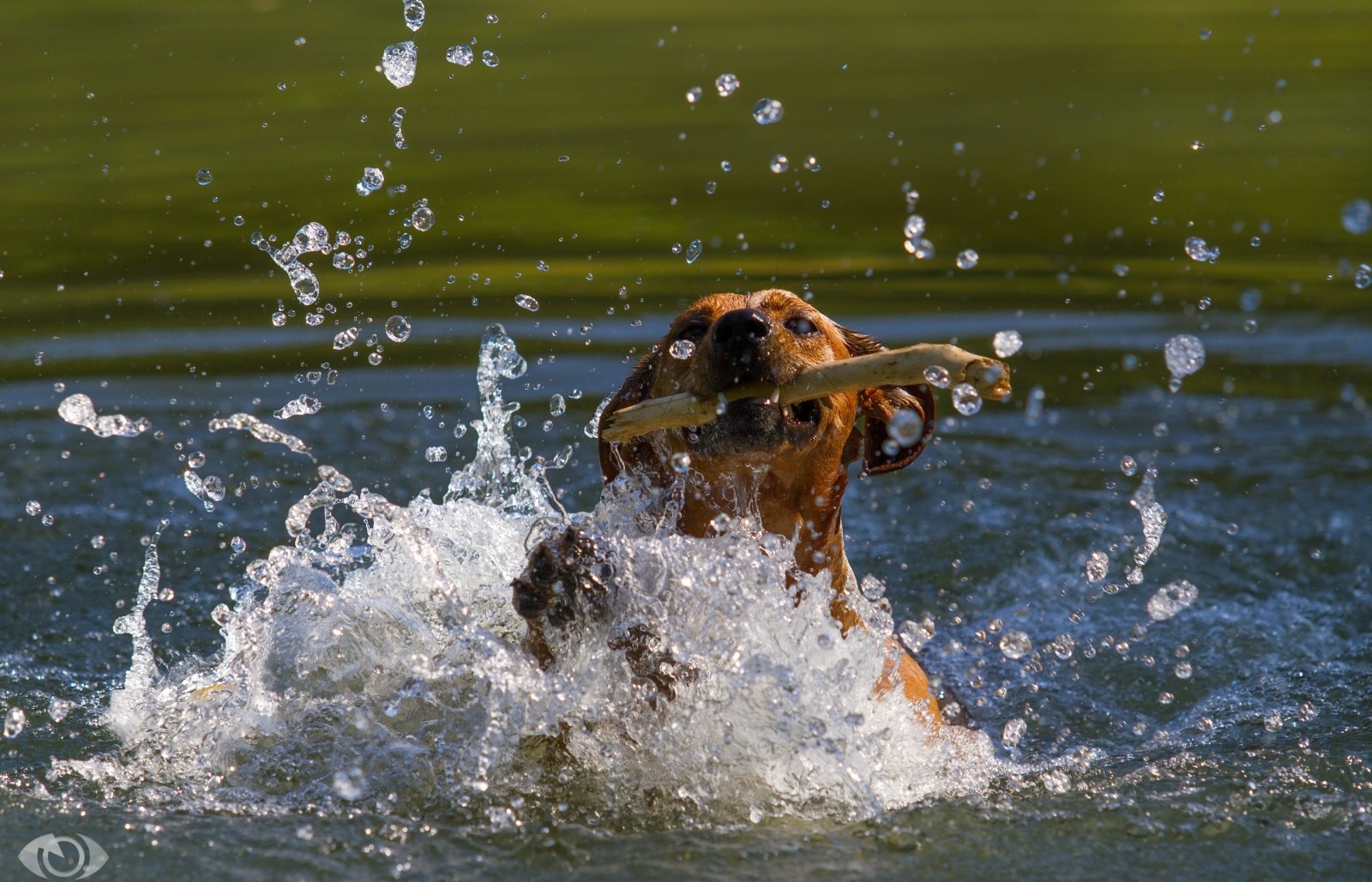 dog, face, the game, pond, mouth, movement, stick, squirt