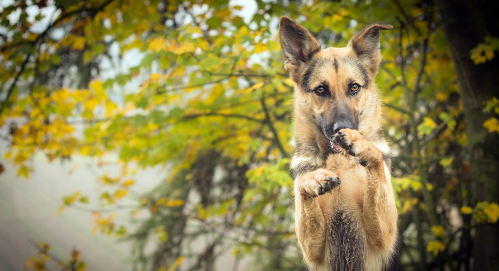 look, dog, each