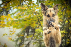 hund, varje, se